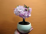 桜ミニ盆栽