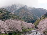 松崎那賀川の桜
