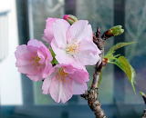 桜ミニ盆栽開花