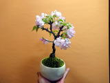 ミニ桜盆栽
