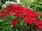 深紅のツツジ