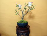 桜ミニ盆栽