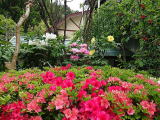 ツツジ＆牡丹